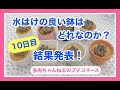 水はけの良い鉢はどれなのか？検証実験10日目！結果発表‼︎