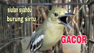 SUARA SIULAN BURUNG SIRTU GACOR PAS BUAT PANCINGAN BURUNG SIRTU BAHAN