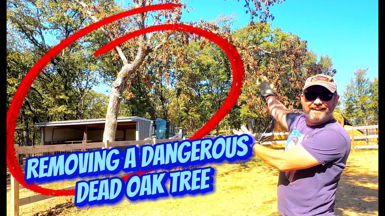 Flint and Sam Safely Remove a Massive Dangerous Dead Oak Tree - YouTube