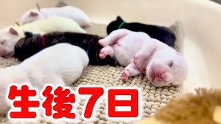 【生後7日目】産まれてきて1週間が経ちました！！