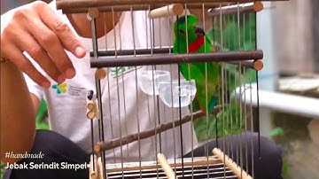 Solusi mudah untuk menarik perangkap serindit dengan menggunakan perangkap