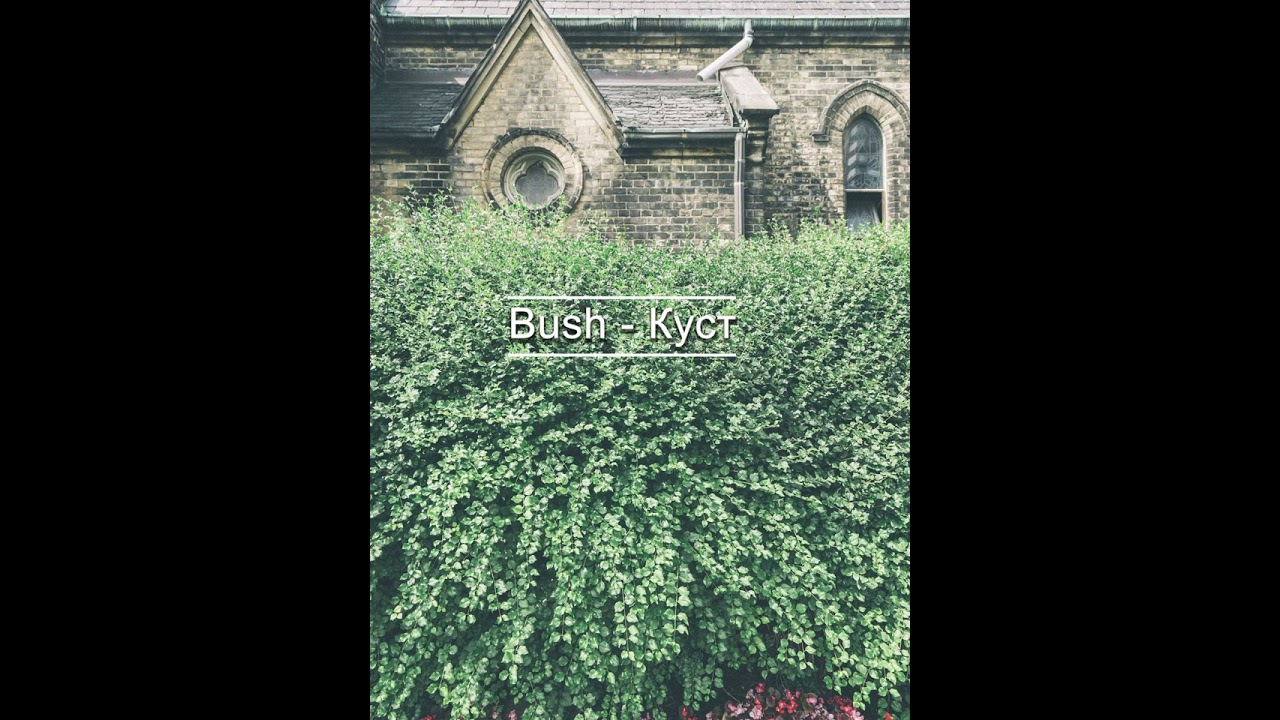 Пять популярных английских слов, каждый день. (Forest, Wood, Bush, Leaf, Hill)