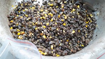 Thính câu lục cá trắm đen đơn giản và hiệu quả