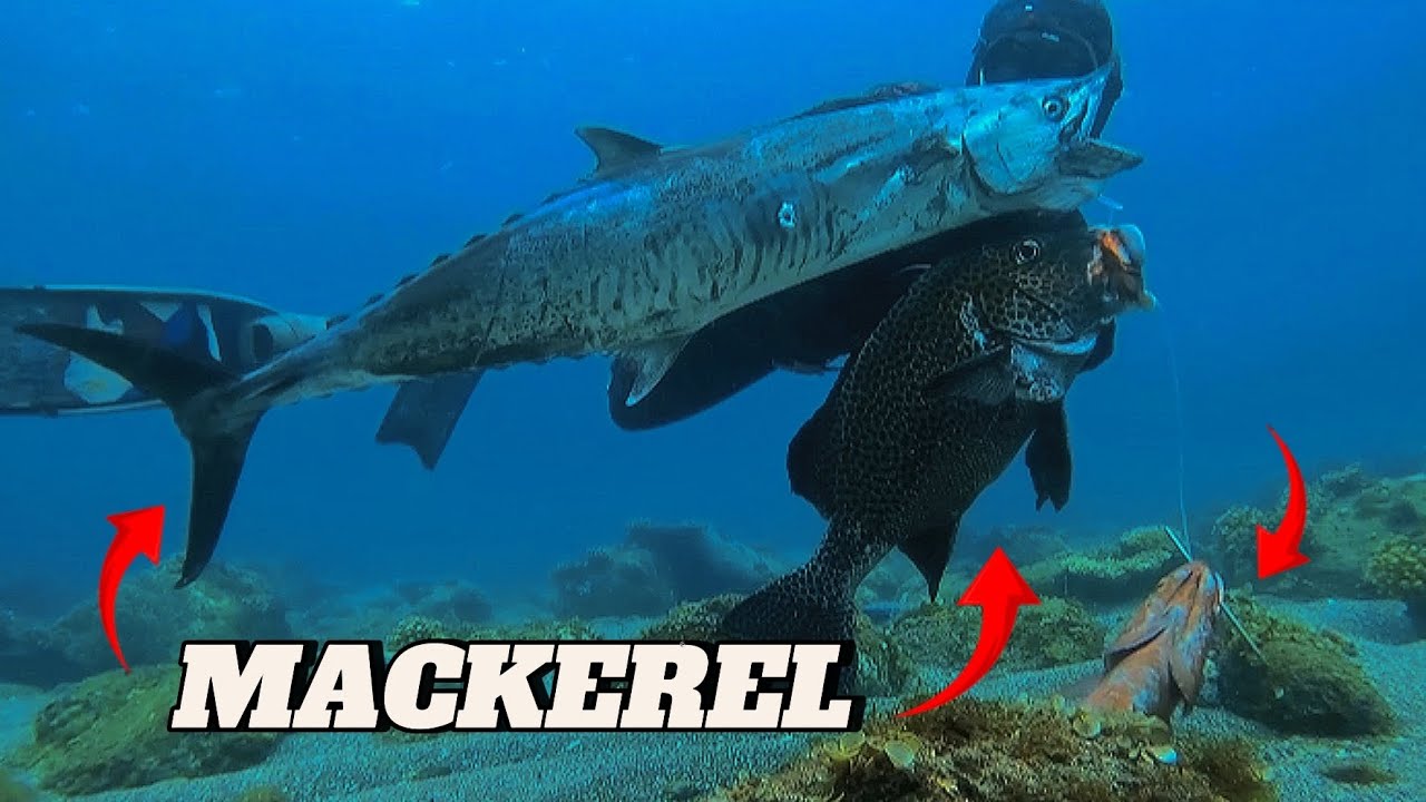KING MACKEREL || SPEARFISHING PHILIPPINES || HUGE SWEET LIPS || BANTON ROMBLON😱🎯🎯!