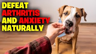 Defeating Arthritis and Anxiety Naturally With CBD Dog Treats by Amazing Dogs 229 views 7 months ago 9 minutes, 14 seconds