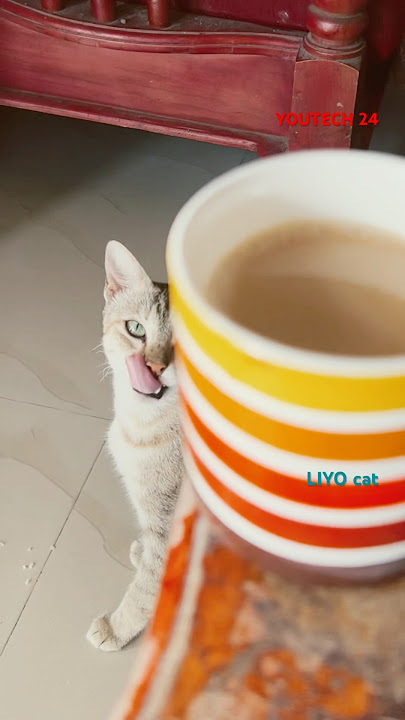 CAT VIDEO #liyoCat #funnyshorts