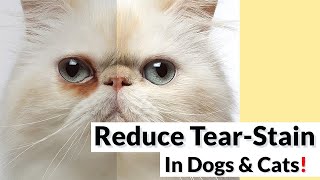 7 Tips To Reduce TearStain Incidence In Dogs & Cats!