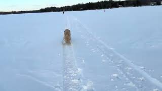 Serene Winter Scene, Hiking Across a few km of Frozen Snow Covered Lake Ice: Newton gets a Great RUN