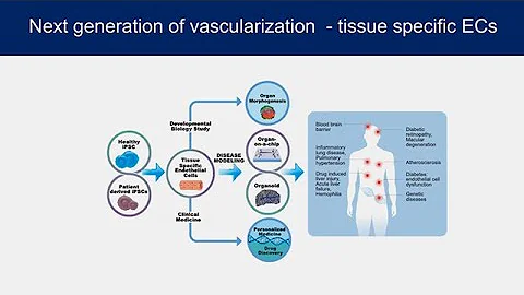 Vascular Differentiation and Assembly with Sharon Gerecht - Sanford Stem Cell Symposium