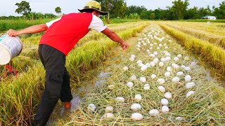 Wow Wow! a lot of ducks eggs after harvest rice!