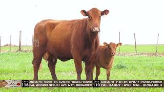 Lote 118 E 119 TATs  TE9102 7163 1º Leilão Soldera Portas Abertas  2022