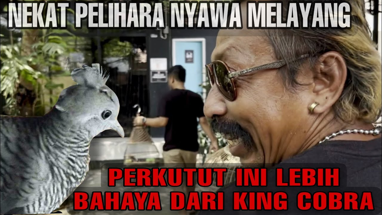 NGERI!! KUTUKAN PERKUTUT INI LEBIH BAHAYA DARI GIGITAN KING COBRA