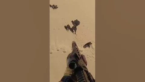 Feral pigs removed on the  run hunting