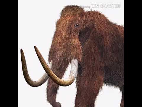 Woolly Mammoth Trumpet 🐘 🔊 - YouTube