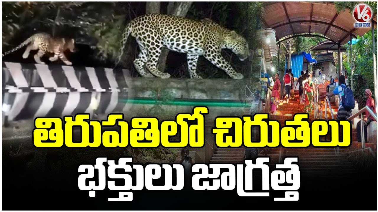 Leopard Continuously Spotted In Tirupati | TTD Officials Alert Devotees | V6 News
