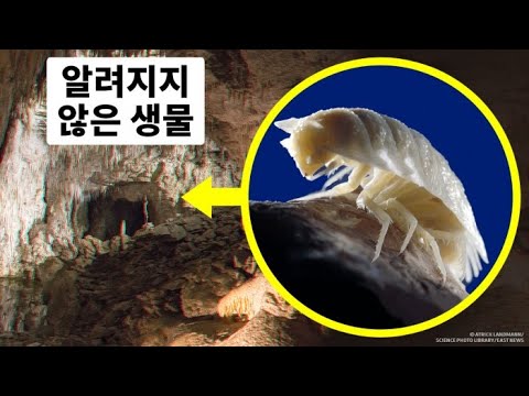 과학자들은 5백만 년 된 동굴을 열고는 심장이 멈출 만큼 놀랐어요.