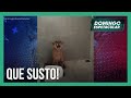 Mulher encontra onça dentro do banheiro em cidade do Mato Grosso do Sul