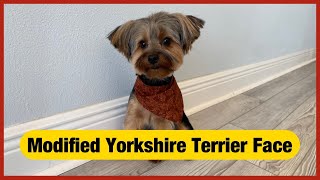 Grooming a Yorkshire Terrier’s modified head  Full and Round face with long ears