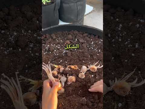 زراعة الزعفران بالتفصيل