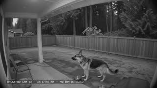 Dog Sees Something Behind the Fence… Then Bigfoot Appears 😳 | Security Camera