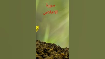 سورة الاخلاص عمر القزابري #راحة_نفسية #قرآن #عمر_القزابري #تيك_توك #اكسبلور #peace #لايك #متابعه