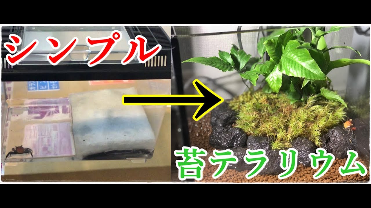 ドワーフクラブ水槽を苔を使ったテラリウム水槽にリフォームしてみた 熱帯魚 アクアリウム Youtube