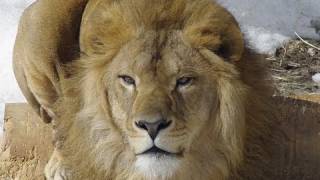 旭山動物園のライオンたち〜Lions  at Asahiyama Zoo