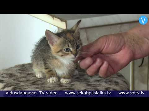 Video: Pazudušais Kaķis Atpazīst īpašnieku Pēc 6 Gadu Atšķirības