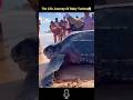 The Life Journey Of Baby Turtles 😱||Turtles||#facts #viral #nature #shorts #turtles