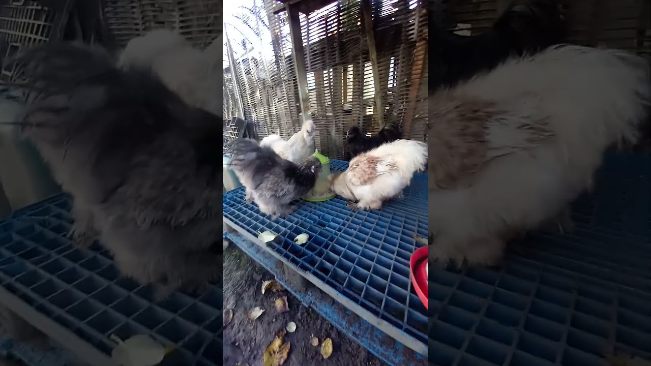 feeding silky Cockerells 