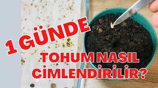 1 GÜNDE TOHUM ÇİMLENDİRME NASIL YAPILIR - domates biber patlıcan Resimi