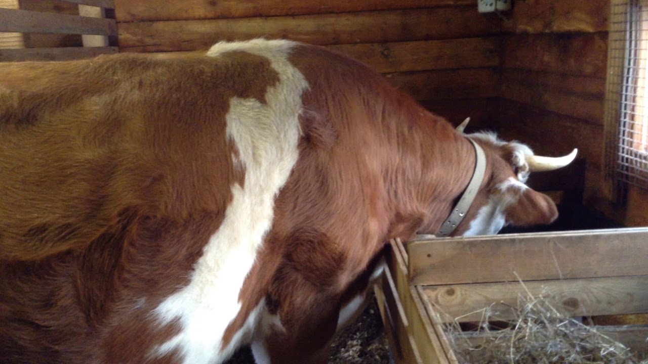 Наша подготовка к отелу