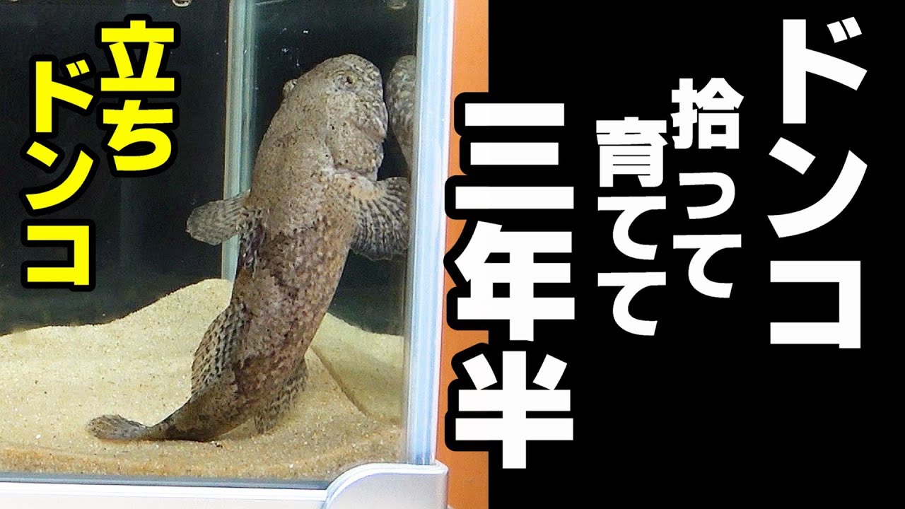 ドンコ水槽 立ったまま生活する魚 これは面白い Youtube