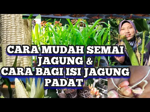 CARA SEMAI BENIH JAGUNG PALING MUDAH DAN CARA BAGI ISI JAGUNG PADAT #tanaman #jagung ,#tipsmudah