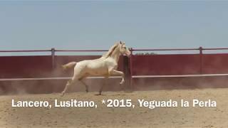 Lancero, Lusitano, *2015, for sale / zu verkaufen / a la venta / à vendre