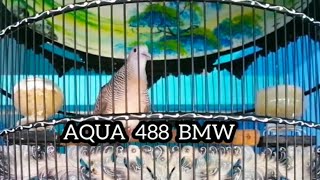 PERKUTUT BANGKOK BETINA CANTIK SUARA KOMPLIT RING AQUA BIRD FARM