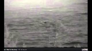 Dec18 738 eagle on his and hers; 2nd eagle hovers in 739