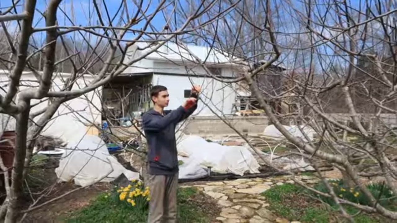Tree Pruning Tips and We're Trying Something New - YouTube