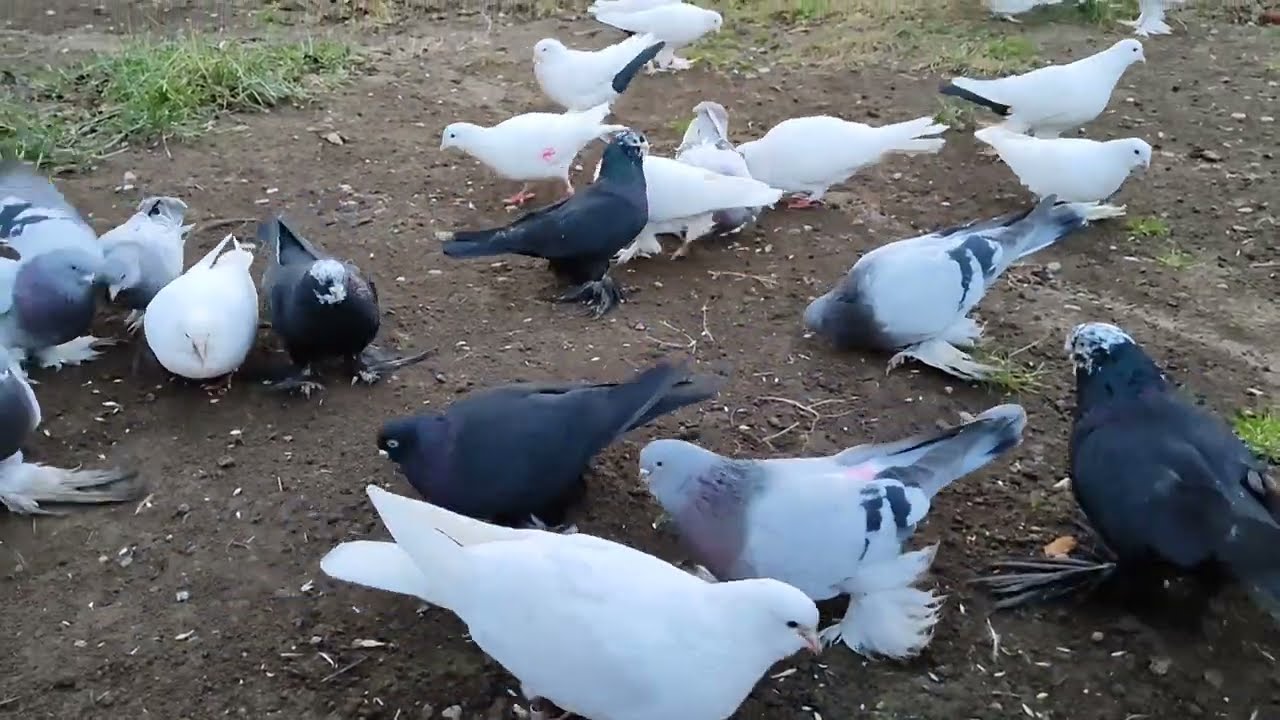 Бойние голуби. Чеснок для голубей. 21.12.22 Грузия. Тбилиси