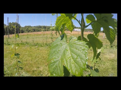 וִידֵאוֹ: Fertilizing Hops Plants - Information On Hops Fertilizer Requirements