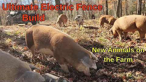 Building the Ultimate Electric Fence for Our Forest Raised Heritage Pigs!
