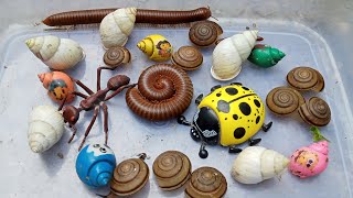 hunt and find flat snails, albino snails, millipedes, hermit crabs, beetles, ants