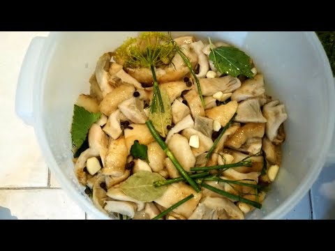 Грузди соленые? Нет, скорее квашеные! Соление белых груздей холодным способом со всеми подробностями