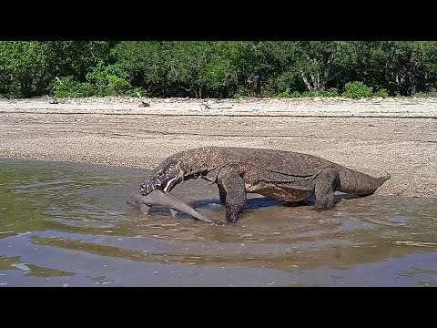 Komodo dragons eat the baby shark