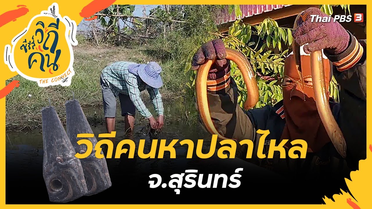 วิถีคนหาปลาไหล จ.สุรินทร์ | ซีรีส์วิถีคน - YouTube