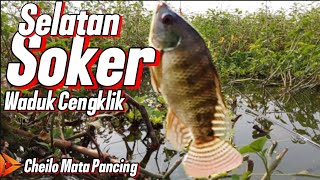 mancing waduk cengklik ‼️Soker‼️ selatan indosis #fishing #fish #nyobok #mancing #ikan
