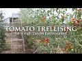 Tomato Trellising for a High Tunnel Environment