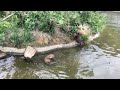 神戸どうぶつ王国カワウソ