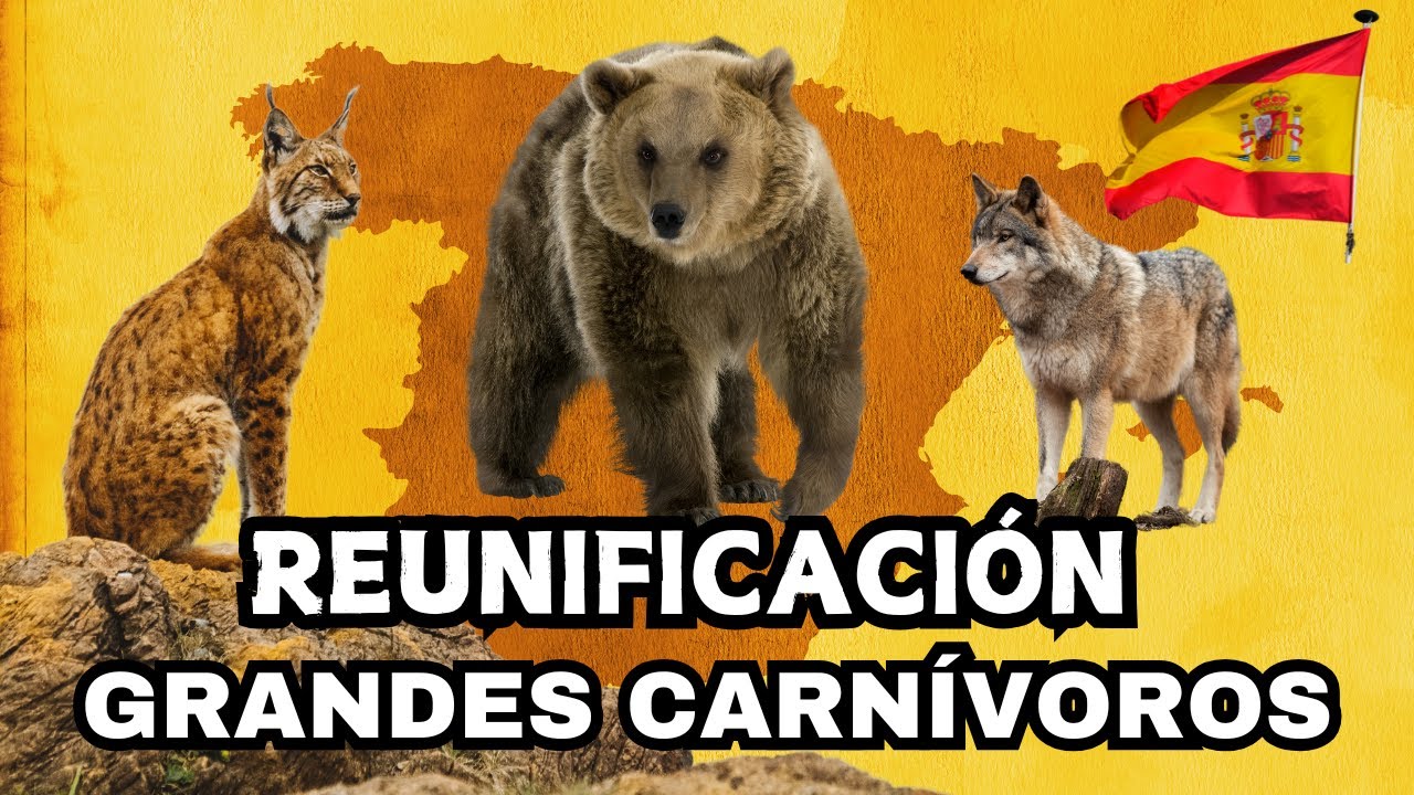 OSOS, LOBOS y LINCES JUNTOS por primera vez en ESPAÑA