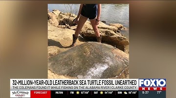 ‘It is beyond one-in-a-million’: Family discovers 32-million-year old turtle fossil in Clarke Cou...